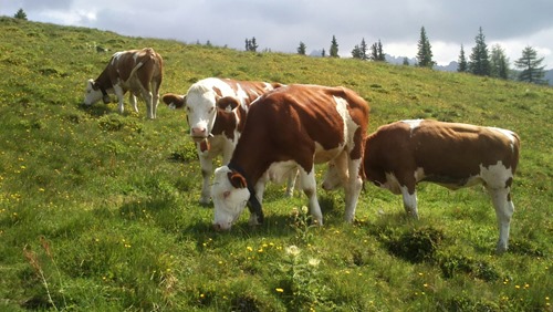 Cows above the Birgitzer Alm, Innsbruck, Austria
