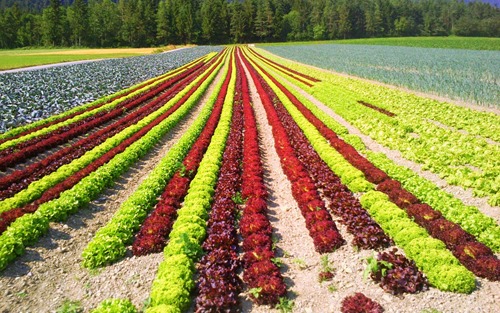 Lettuce fields in Absam, Austria