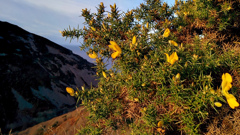 A gorse bush sitting high above Heddons Mouth in the middle of Exmoor