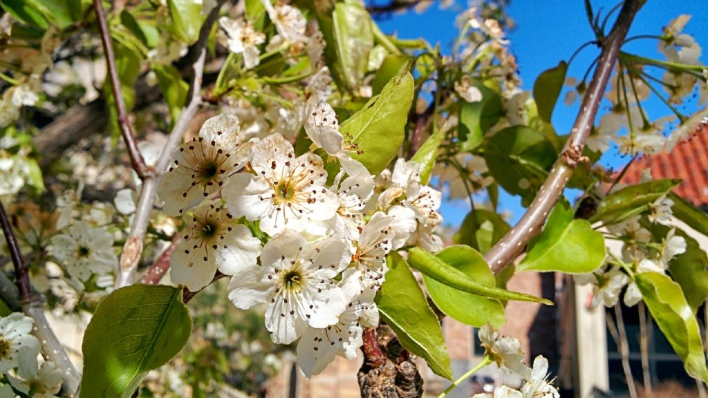 The Apple Blossom is lighting in Boulder