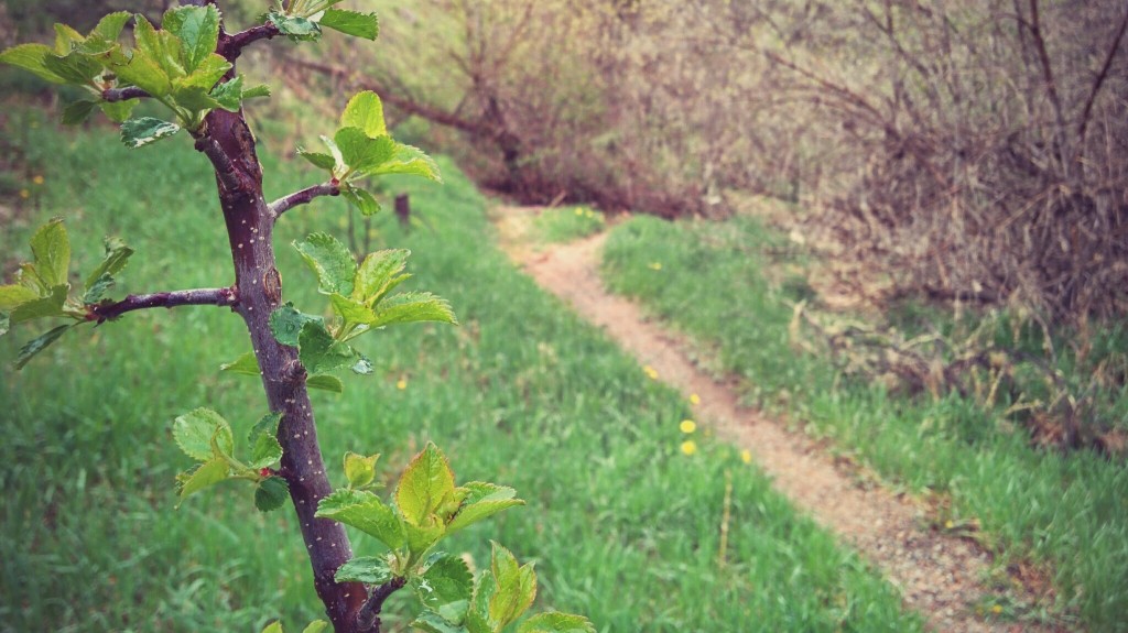 Green green grass in Boulder Canyon