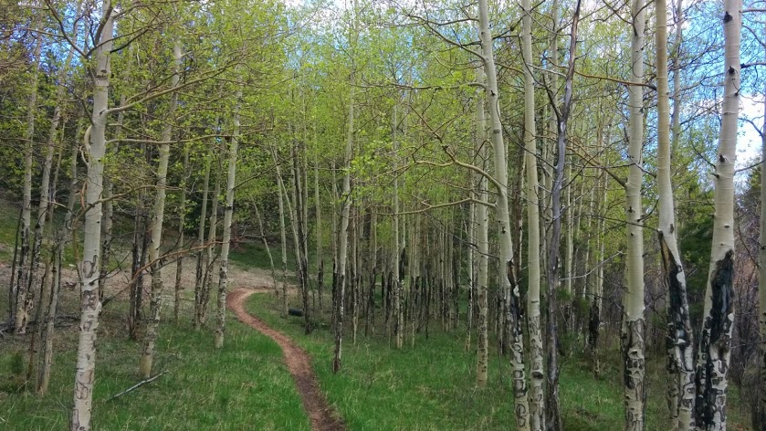 The flood last september destroyed most trails like this. It turned narrow singletrack into washed out, rocky gullies unable to be ridden. Gordon Gulch is a favourite of mine, and it mostly survived the rains untouched. 
