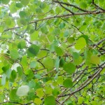 It's hard to believe that spring comes in June, but that's the high country. The Aspens are just showing their colours