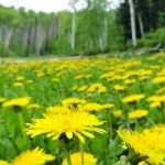 The Aspens open up to reveal huge mountain meadows filled with dandelions and flowing creeks