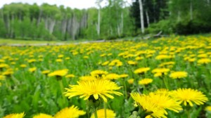The Aspens open up to reveal huge mountain meadows filled with dandelions and flowing creeks