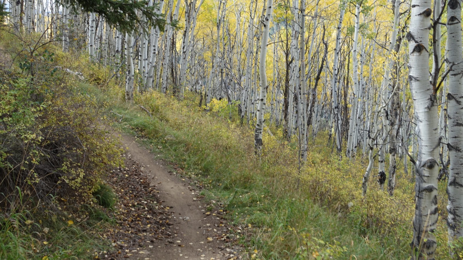 The golden leaves were just starting to loose their grip of the branches above. We had a golden carpet of fresh dropped leaves that got swept up and carried with us as we "shredded" the trail